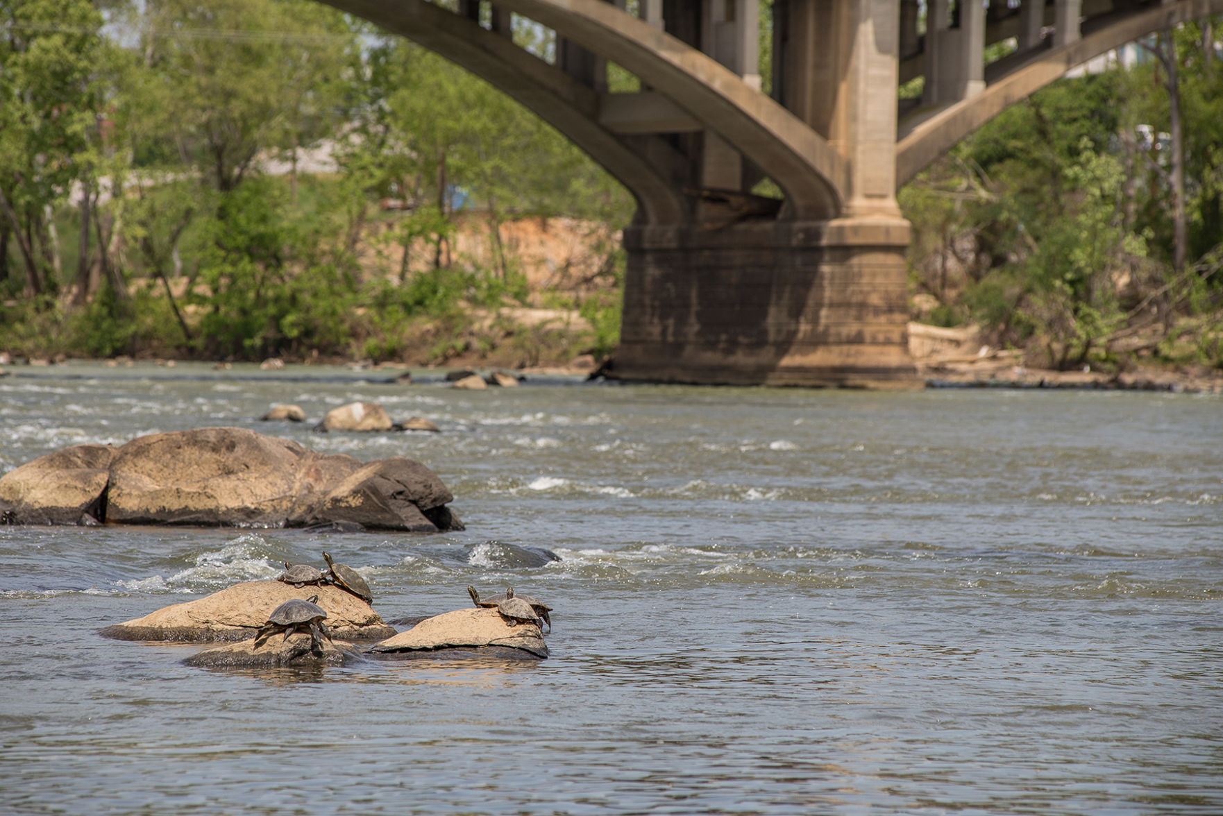 Congaree turtles (copy)